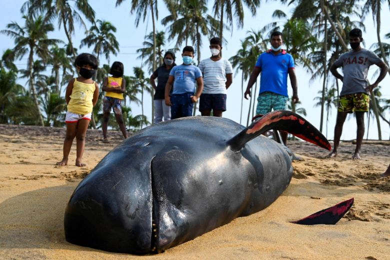 Sri Lanka rescues 120 whales after mass stranding - South Asia Time