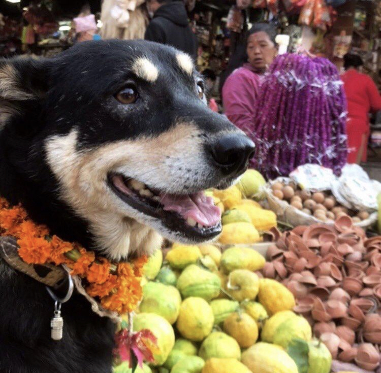 In Nepal Dogs Are Gods For Today All You Need To Know About Tihar 